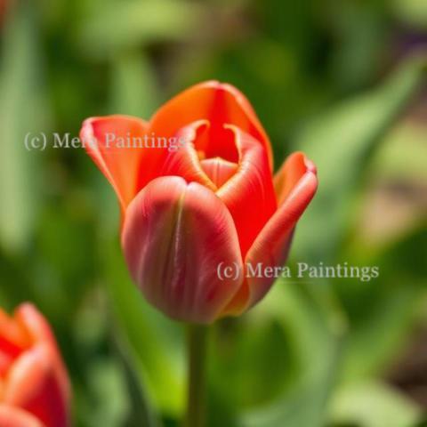 Blooming softly like a tulip
