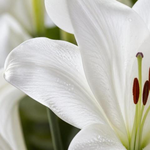 Have a lily bit of fun today