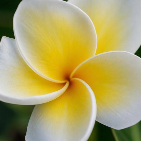 Soft petals, strong roots