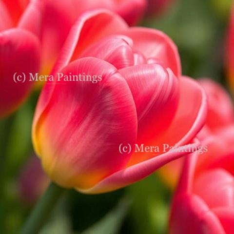 Tulips and sunshine
