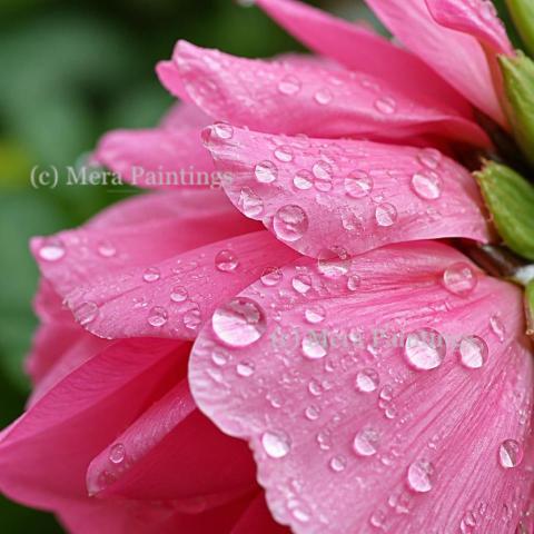 Close up of raindrops  on petals