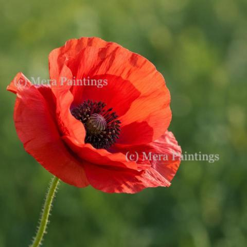 Poppy flower