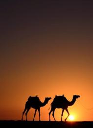 Camels
