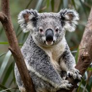 Enjoying some high koala-ty time