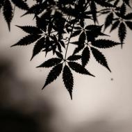 Leaf silhouette
