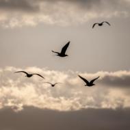 Nature's treasures in flight