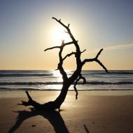 Treasures from the coastline