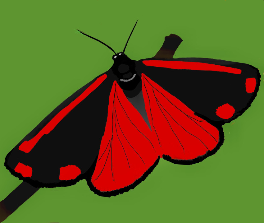 Oh oh oh.   Butterfly