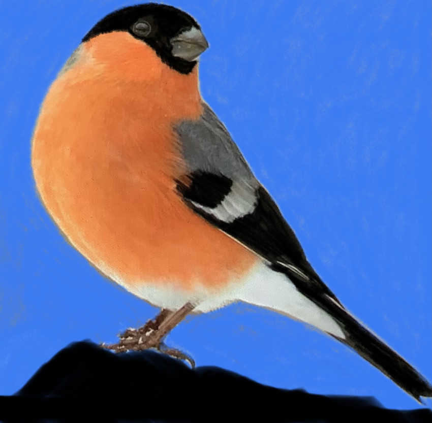 Ornithophile…a bird lover