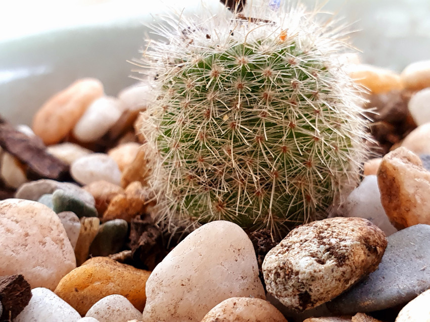 Pebbleandball ofgrass