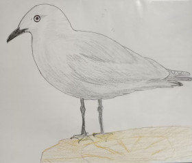 sea gull