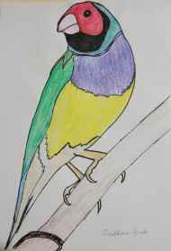 gouldian finch