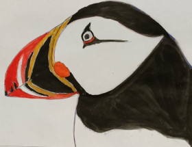 beautiful beaked Puffin