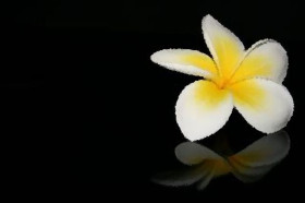 FRANGIPANI