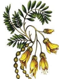 kowhai