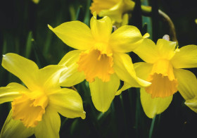 Daffodils are yellow trumpets of spring