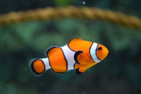 orange clownfish ...Amphiprion percula