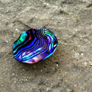 Abalone Paua Stone