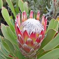 African protea