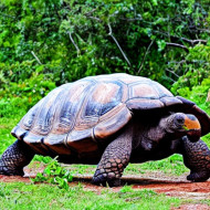 Aldabra giant tortoise-seychelles