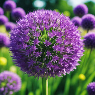 Allium