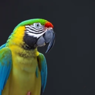 Ara macaw