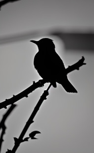 BIRD SITTING ON BRANCH