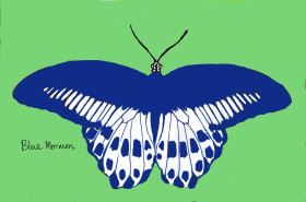 Blue Mormon