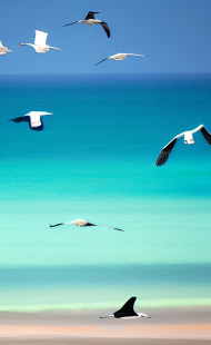 BLUE SEA AND BIRDS