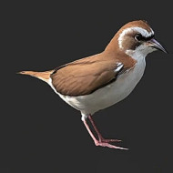 BROWN AND WHITE BIRD