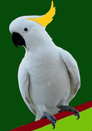 cockatoo