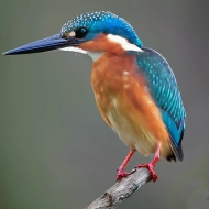 common kingfisher