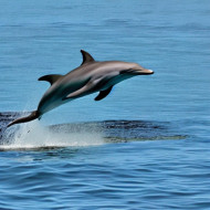 dolphin