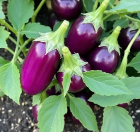 Eggplant lovers, this one's for you!