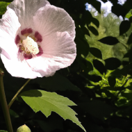 Pink Flower