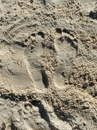 Foot prints