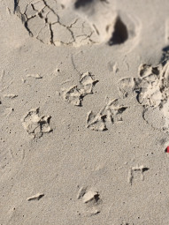 Foot prints of sea gulls