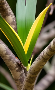 FRESH LEAVES