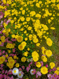 Garden flowers