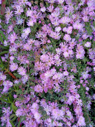 Pink flowers ,Tamarama beach