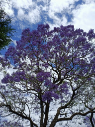 Jacaranda