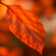 Leaves are falling. Autumn is calling