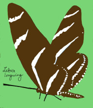 Lebra longwing