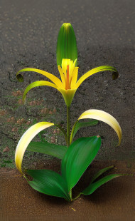 LILY FLOWER