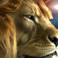 Lion closeup