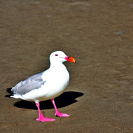 LONELY SEA GULL