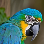 MACAW