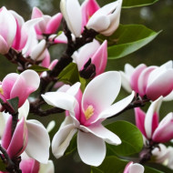 magnolia