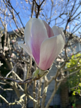 Magnolia flower