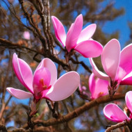 magnolia grandiflora